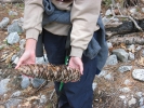 PICTURES/Kings Canyon National Park/t_Kings Canyon-Zumwalt-Sugar Pine Cone.JPG